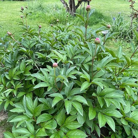 Pierre De Jade 度假居