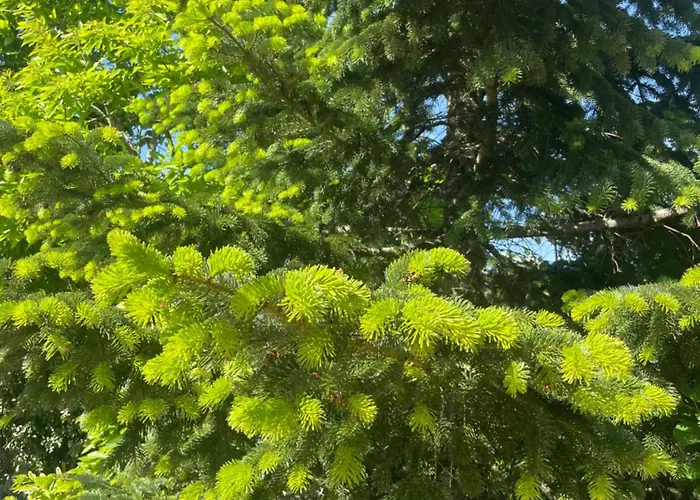 Pierre De Jade Neuille-Pont-Pierre